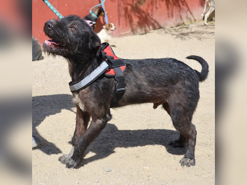 Jack - zutraulich, freundlich und aufmerksam