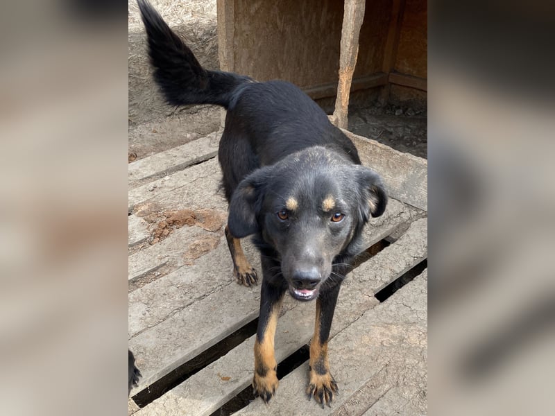 Juna - verträglich und neugierig