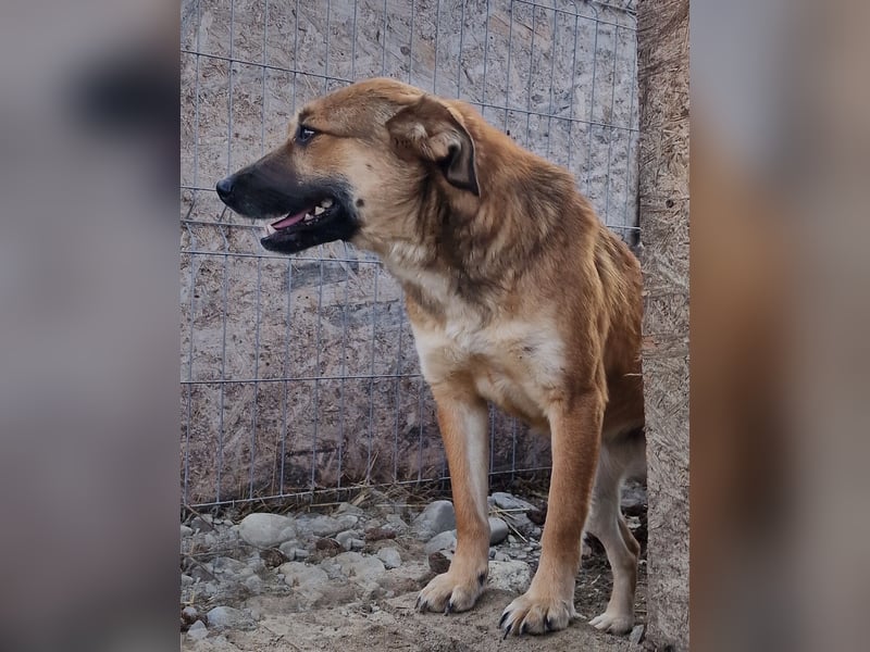 Cara - schüchtern und verträglich