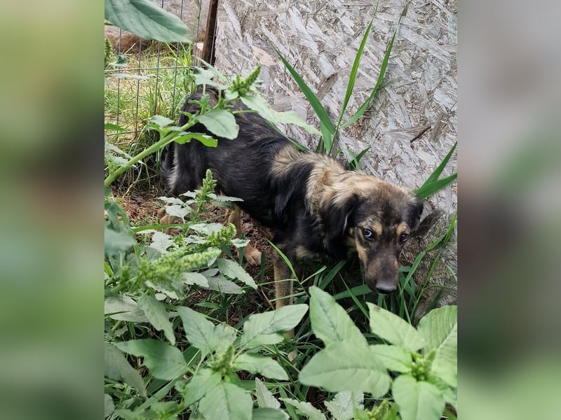 Gismo - verträglich und schüchtern