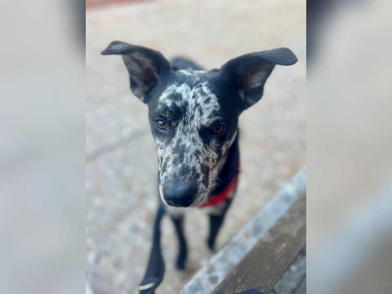 Manchas - verschmust, zutraulich und freundlich / bereits in DE