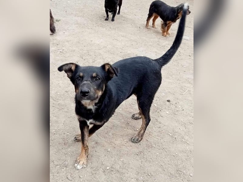 Melvin - verspielt und freundlich