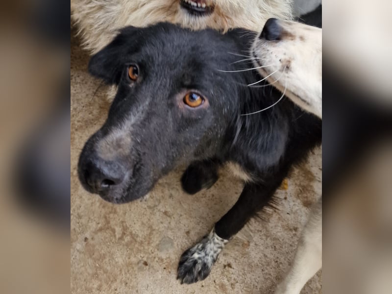 Cindy - verschmust und interessiert