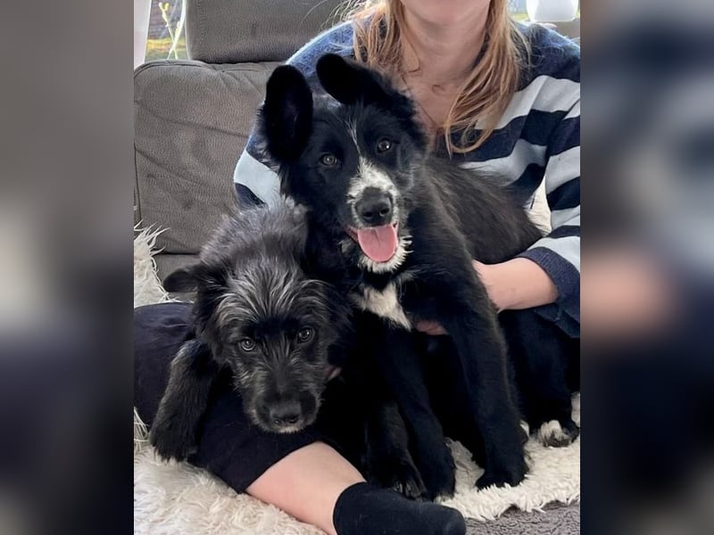 Rocco - verschmust, lernwillig und offen BEREITS IN DEUTSCHLAND