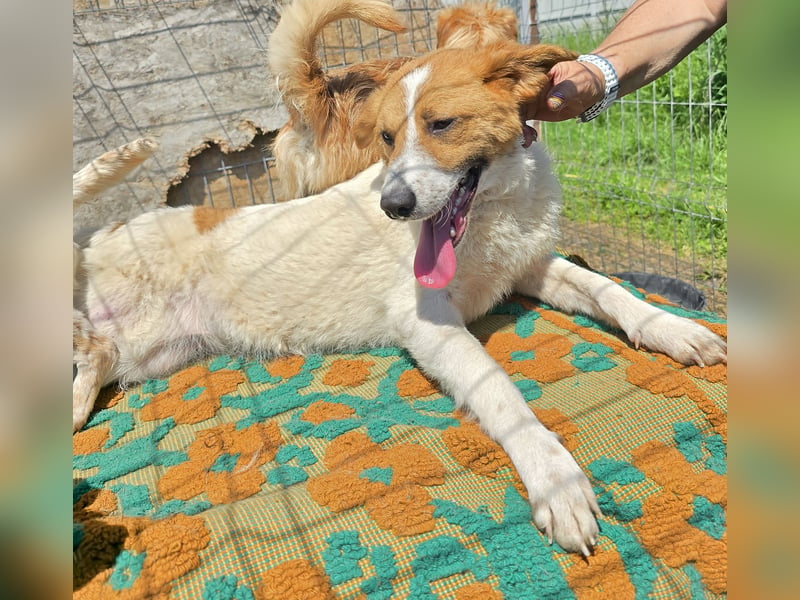 Lucy - interessiert und verträglich