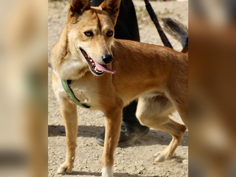 Agua, offen, freundlich und neugierig