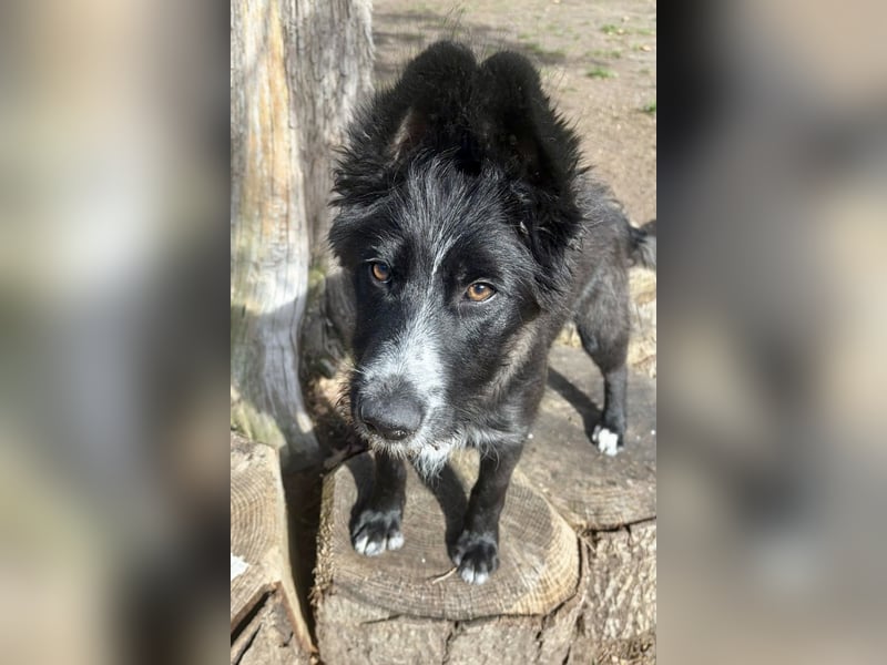 Rocco - verschmust, lernwillig und offen BEREITS IN DEUTSCHLAND