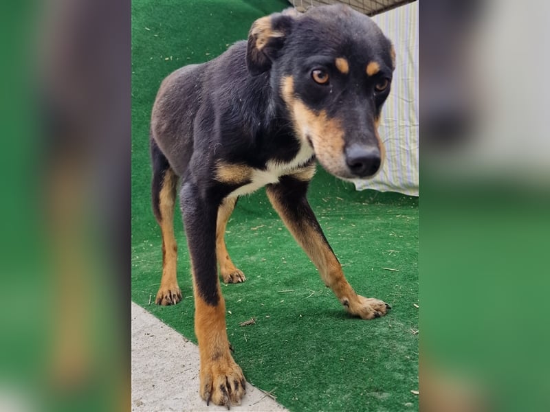 Linus - verträglich und vorsichtig