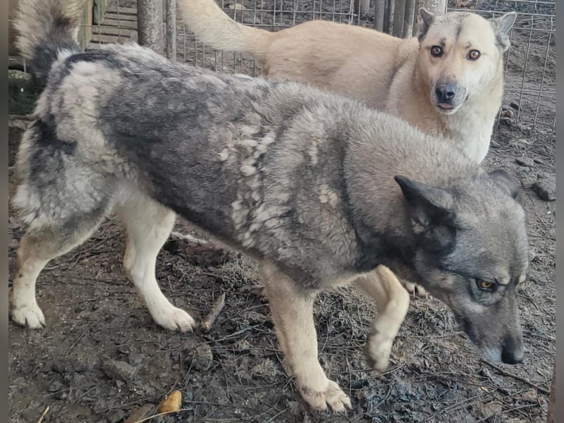 Lolita - freundlich und neugierig