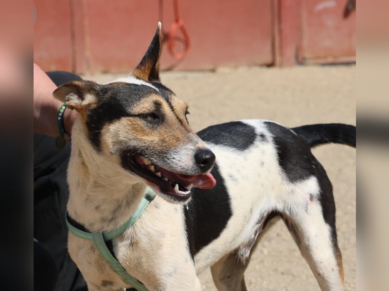 Paquito - freundlich, neugierig und verträglich