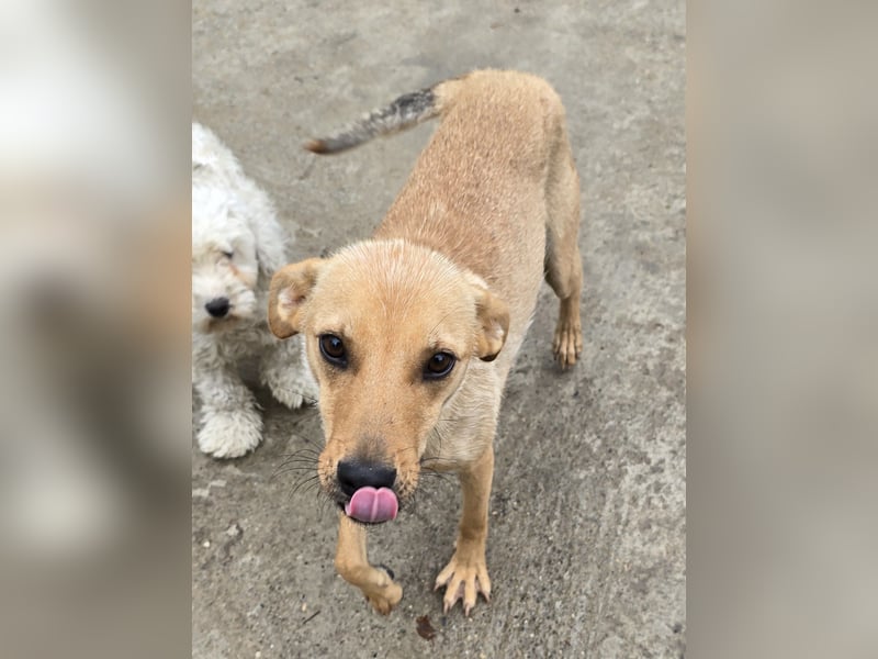 Suki - offen und lernwillig