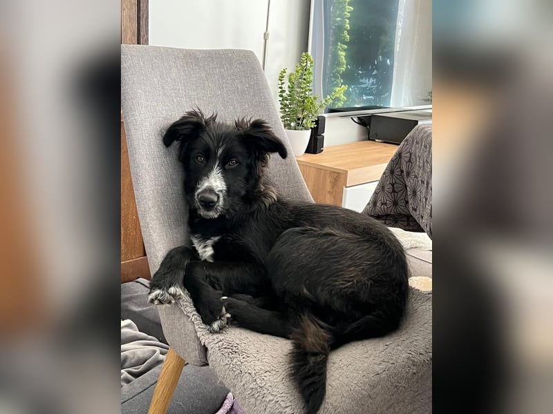 Rocco - verschmust, lernwillig und offen BEREITS IN DEUTSCHLAND