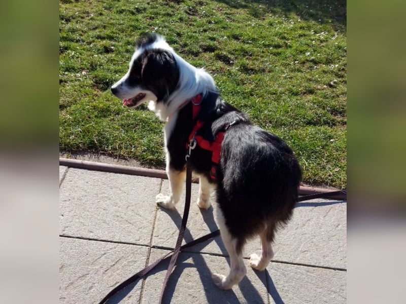 Lilli - verschmust und lernwillig -BEREITS IN DEUTSCHLAND