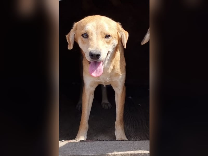 Findus - neugierig und verschmust