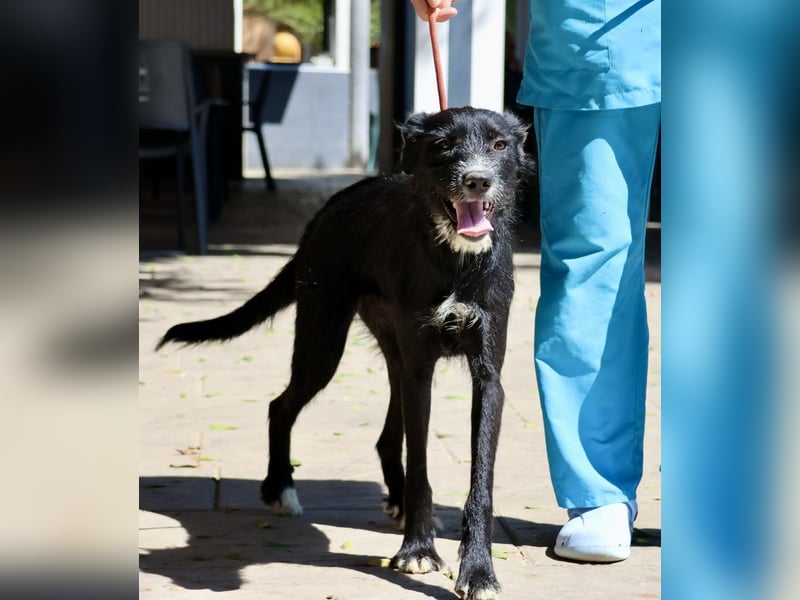 Pati, menschenbezogen, sanft, sehr sozial