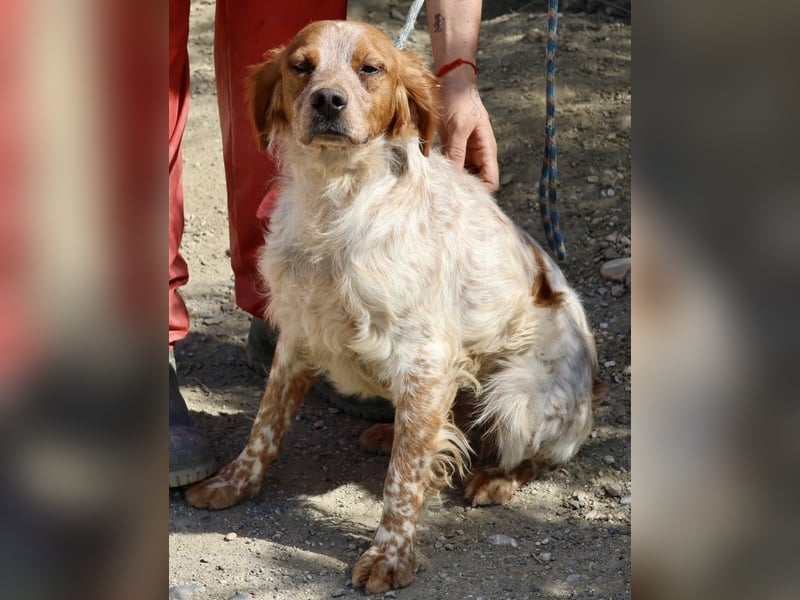 Aldo, menschenbezogen, klug und aufgeschlossen