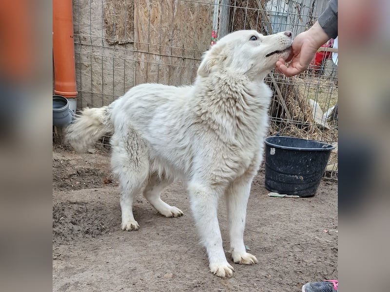 Miko - verschmust und verträglich