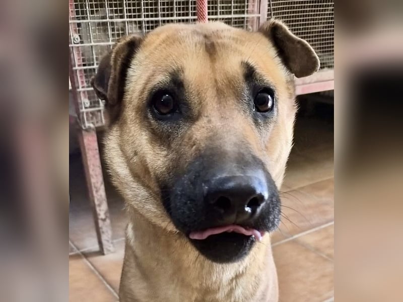 Rosie - freudlich, lernwillig und verschmust