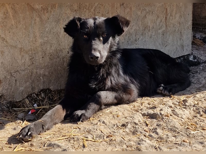 Harriet - freundlich und verträglich