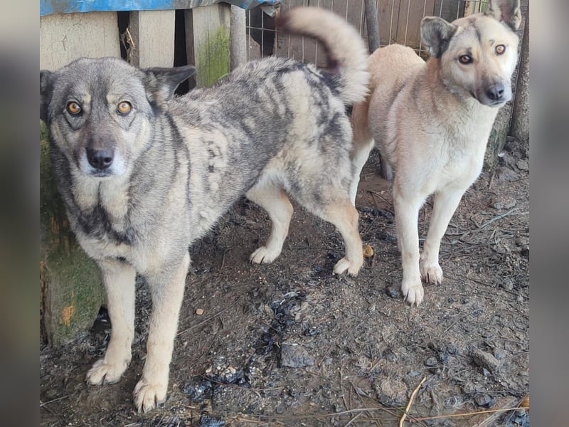 Lolita - freundlich und neugierig