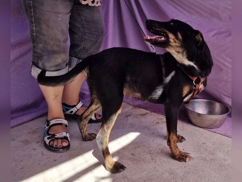 Melvin - neugierig und verspielt