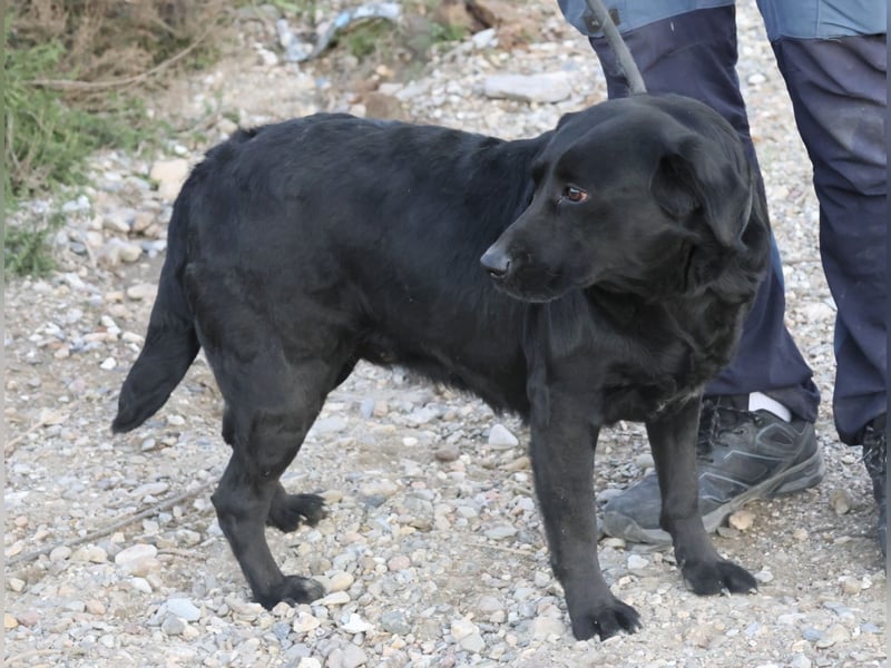 Liliana - schmust gerne, zutraulich und offen