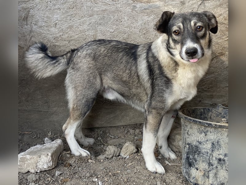 Gibbs - neugierig und aufmerksam