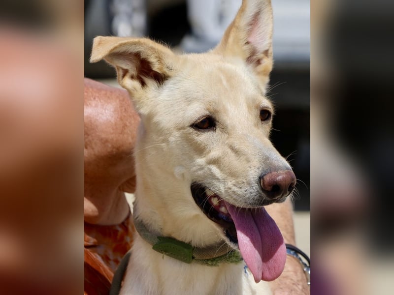 Susi - lernwillig, klug und zugänglich