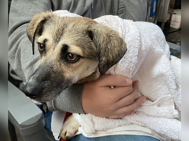 Caya - freundlich und verschmust - BEREITS IN DEUTSCHLAND