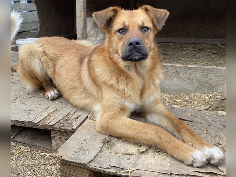 Hazel - aufgeschlossen und neugierig
