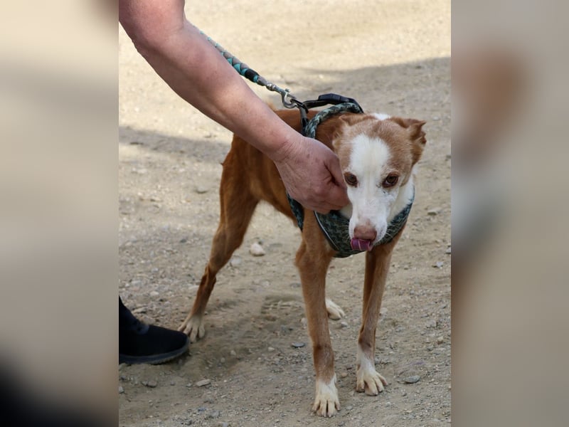 Jota - lässt sich gerne anfassen, freundlich und zutraulich