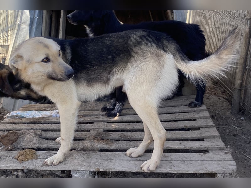 Clemens - neugierig und agil