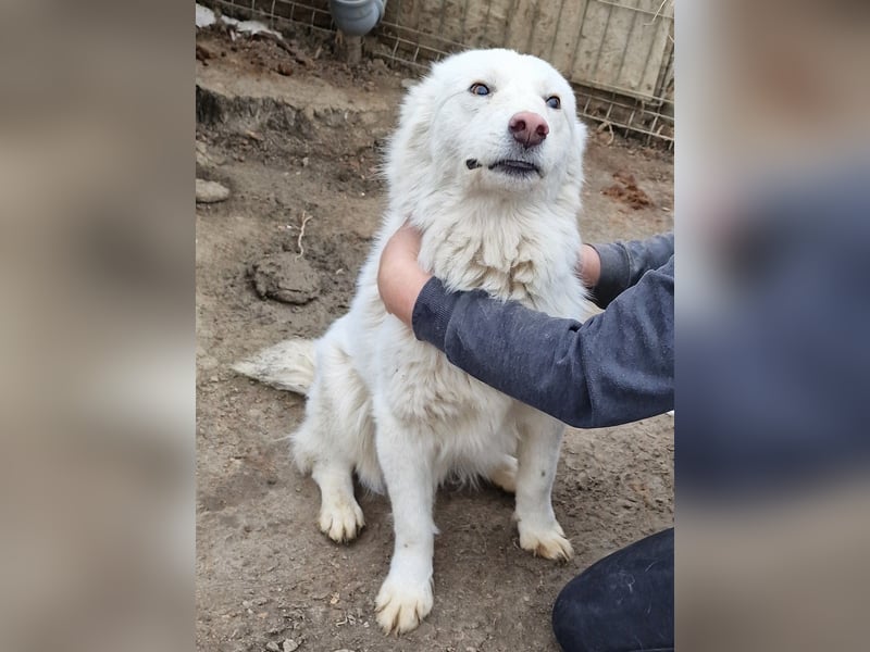 Miko - verschmust und verträglich