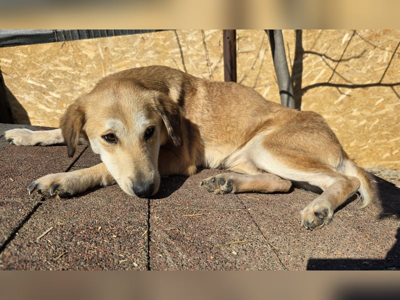 Laika - verschmust und neugierig