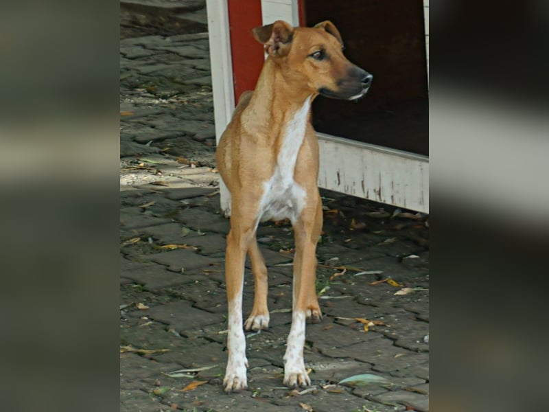 Miki - neugierig, stubenrein und freundlich / bereits in Deutschland