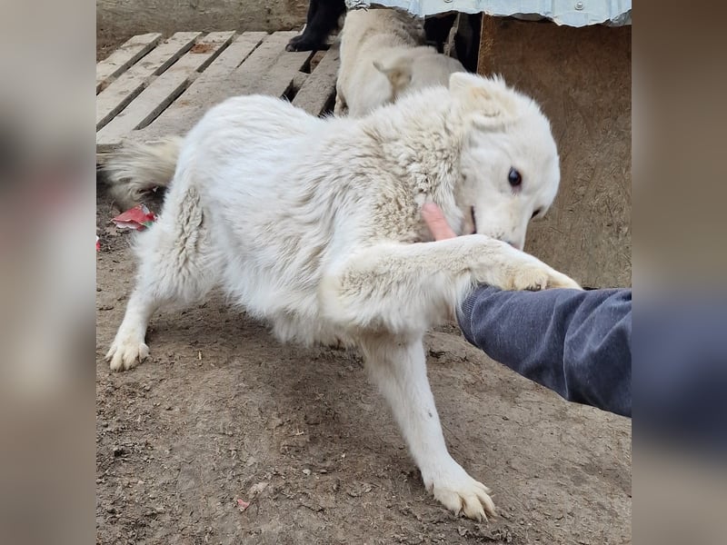 Miko - verträglich und interessiert