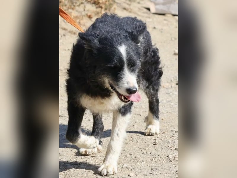 Didi - zutraulich, aufmerksam und verschmust