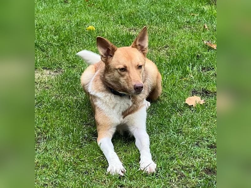 Andorra - freundlich und verträglich - BEREITS IN DEUTSCHLAND