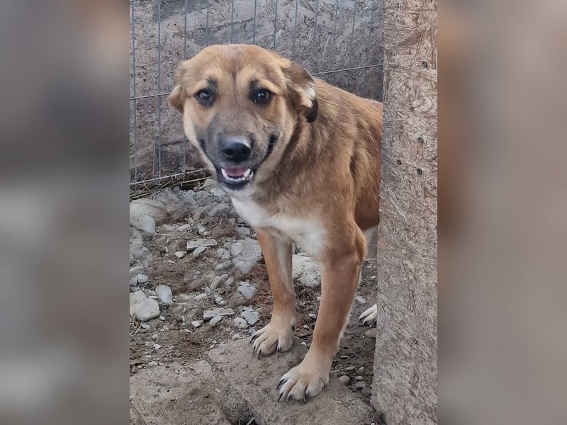 Cara - verträglich und schüchtern