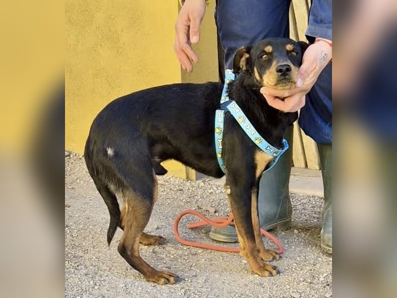 Kevin - familiengeignet, zutraulich und lernwillig