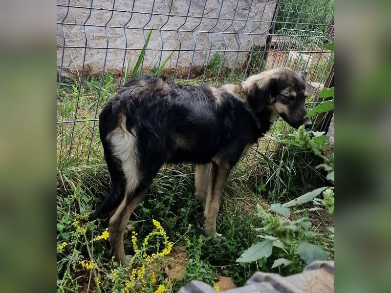 Gismo - schüchtern und vorsichtig