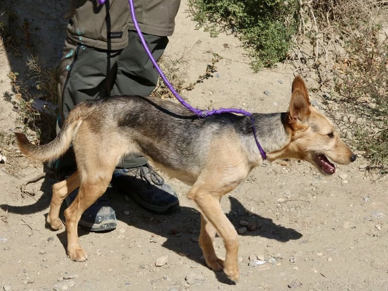 Estela - familiengeignet, zutraulich und aufmerksam