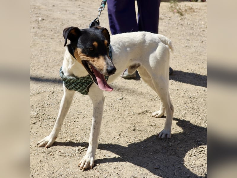Milo - freundlich, zutraulich und aufmerksam