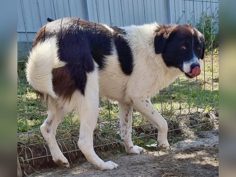 Ike - verschmust und freundlich