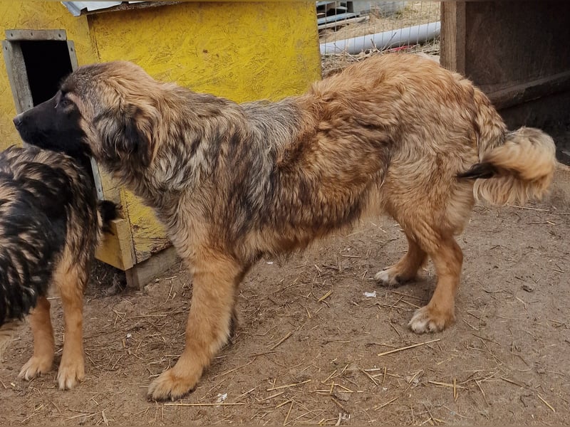 Peach - freundlich und verträglich