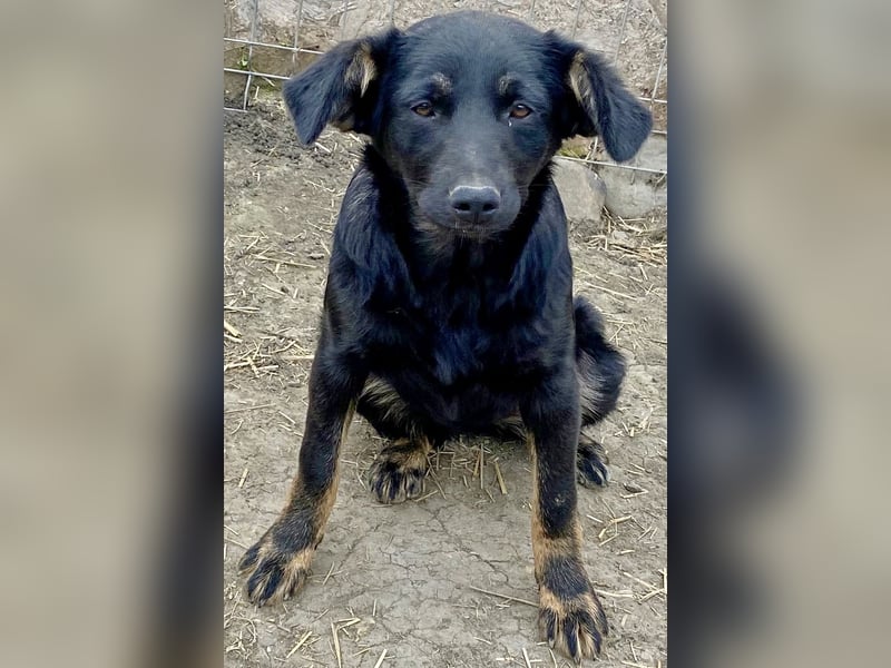 Juna - verträglich und neugierig