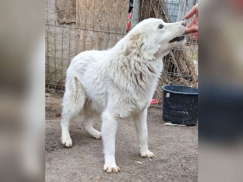 Miko - verträglich und interessiert