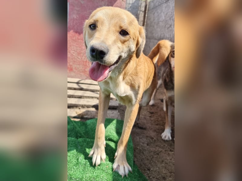 Findus - neugierig und verschmust