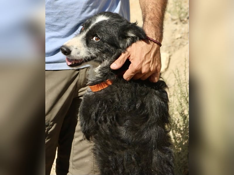 Didi - zutraulich, aufmerksam und verschmust