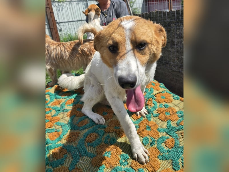 Lucy - interessiert und verträglich